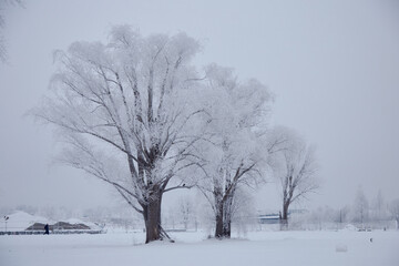 A winter scenery with frozen trees whit black trunks and brunches white of frost and snow, selective focus