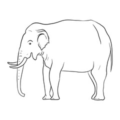 vector drawing sketch of animal, hand drawn elephant , isolated nature design element