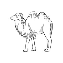 vector drawing sketch of animal, hand drawn camel , isolated nature design element