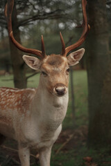 A forest deer boldly looks into the camera, a close-up portrait of a beautiful forest animal, a deer on the edge of a forest clearing half closed by a tree carefully looks in front of him.