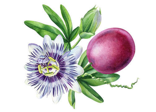 Passionflower, passionfruit with green leaves and flower, tropical fruit. Realistic watercolor botanical painting