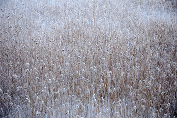 Abstract natural background with dried reed in a lake covered with snow and frost, selective focus
