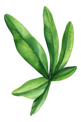 Passionflower green leaves and flower, tropical fruit. Realistic watercolor botanical painting