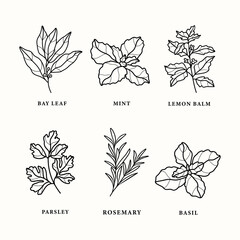 Set of line art herbs and spices