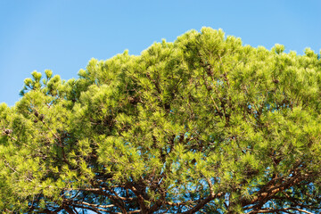 Close-up of a green maritime pine against a clear blue sky. Mediterranean region, coast of Lake Garda, Verona province, Veneto, Italy, southern Europe.