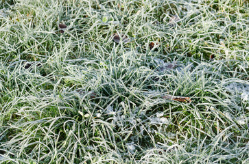 Frozen green grass in a meadow during wintertime