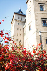 Fototapeta na wymiar Bush with red flowers on the background of the castle.