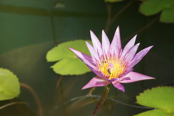 lotus flower in the pond