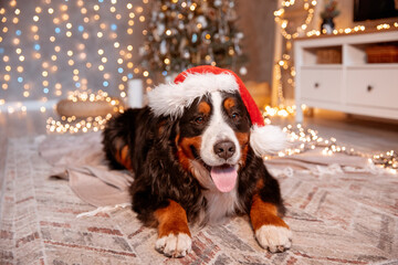 a Zenenhund dog lies at home in a Santa Claus hat near the Christmas tree, the concept of Christmas