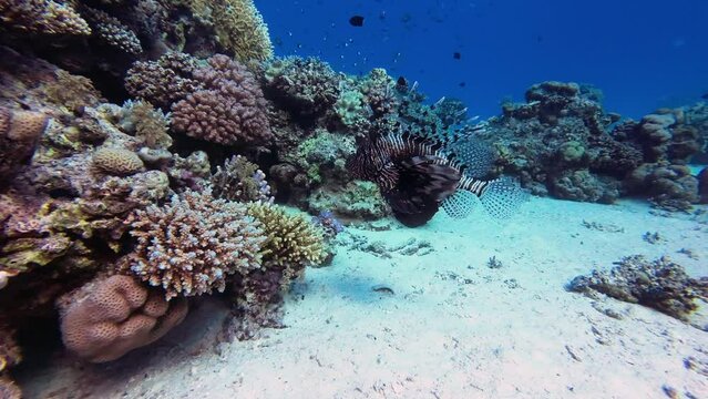 Lionfish swims on the coral reef in search of food, Red Sea Egypt