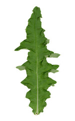 Fototapeta premium A leaf of a thistle. Cut out on a transparent background.