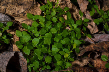 green young grass with tiny round leaves among dry brown autumn leaves in the forest, top view macro shot