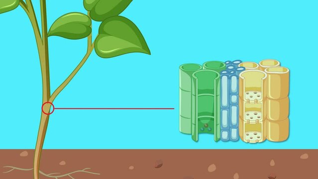 Animation showing the movement of water and food through the stem.