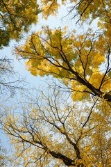 trees tops with beautiful golden yellow foliage on bright peaceful blue sky background, autumn landscape, vertical shot, copy space