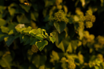 soft focused close up shot of evergreen ivy bush, plant blossoming in spring in sunrays