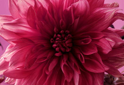 Viva magenta color of the year 2023. leaves pattern background in color viva magenta with dark leaves, fresh flat background toned in color of the year 2023 viva magenta.