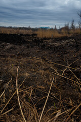 dramatic lake landscape with burnt grass and reeds after natural fire, ecological pollution, global...