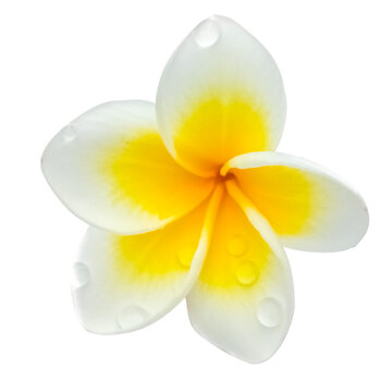 gouttes d&rsquo;eau sur fleur de frangipanier, fond blanc 