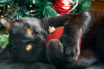 Cute black cat playing with christmas tree decorations. Pet with christmas ornaments. Happy winter...