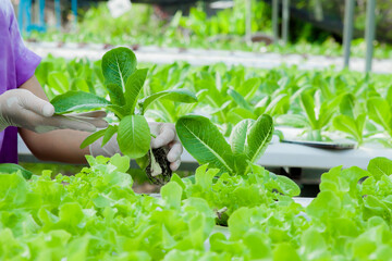 The owner of the Hydroponics farm is monitoring the growth of vegetables compared to orders from...