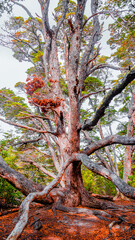 Beautiful and colorful austral subpolar forest landscape at Ensenada Zaratiegui Bay in Tierra del Fuego National Park, near Ushuaia and Beagle Channel, Patagonia, Argentina, in Autumn colors.