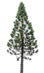 Sapin créole sur fond blanc, araucaria columnaris 
