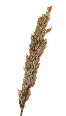 
Grass close up. Cut out on a transparent background.
