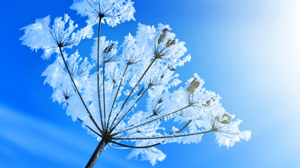 Crystal snow-flowers against the blue sky.