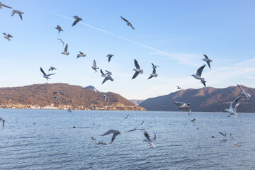 Many birds in flight above the water. Seagulls in flight