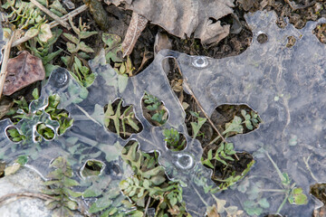 In winter the ground freezes. Frozen nature in winter.