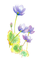 Watercolor illustration of purple flowers with wide leaves and thin stems.