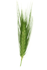 
Wall barley or false barley, close up. Cut out on a transparent background.