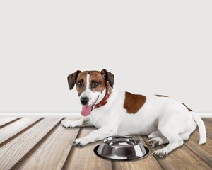 Young domestic dog with bowl for food