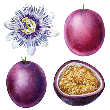 Passion fruit. Passionfruit and flower. Tropical fruit. Watercolor botanical illustration 
