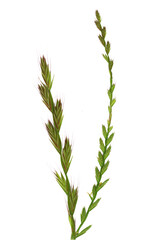 
Lolium or ryegrass close up. Cut out on a transparent  background.