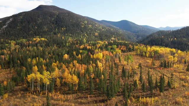 Gorgeous highly-coloured yellow and orange forest in sunlight during the autumn in Alberta, Canada , close to the Rocky Mountains