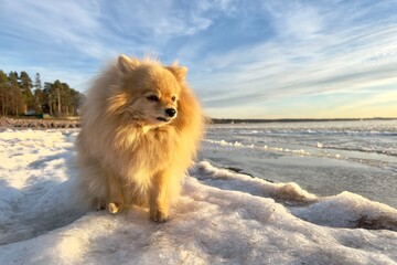 Obraz na płótnie Canvas Happy Pomeranian Spitz at winter cold sunny snowy day sitting on snow at sun