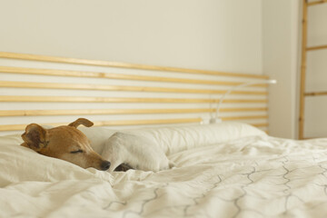 Jack russell dog sleeping in bed alone. Copy space.