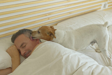 Jack russell dog wakes up owner in the morning giving him kisses in bed.