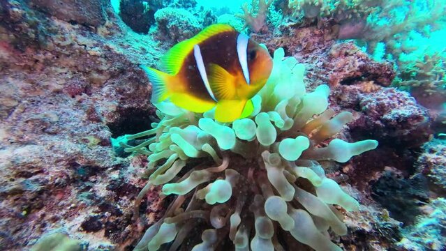 Clownfish defends its clutch in a sea nest in the coral reef, life in symbiosis, red sea Egypt