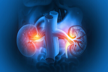 Anatomy of Human kidney, cross section. 3d illustration