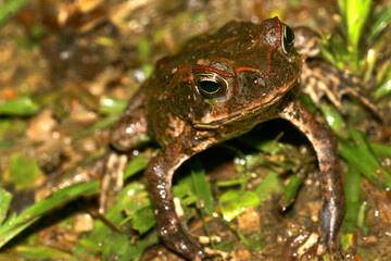 Toad, Tropical Rainforest, Napo River Basin, Amazonia, Ecuador, South America, America
