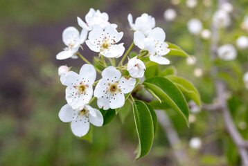 Flowers on the branches of a pear tree in spring.