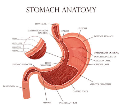 Human stomach with all layers and folds