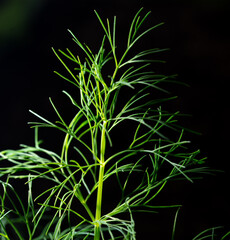 Green dill isolated on black background.