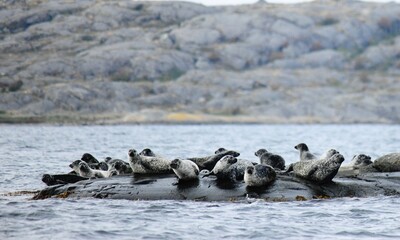 Seals