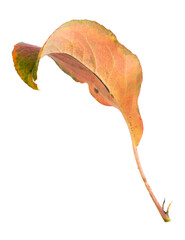 Naklejka premium Autumn leaf from a tree isolated on a white background.