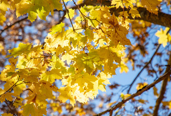 Fototapeta na wymiar Yellow maple leaves on the tree in autumn.
