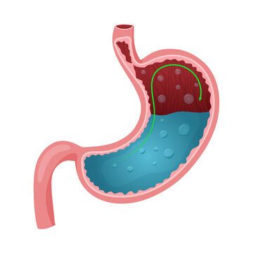 Full human stomach vector illustration