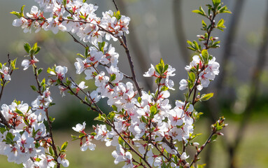 Flowers on branches of cherry in spring.
